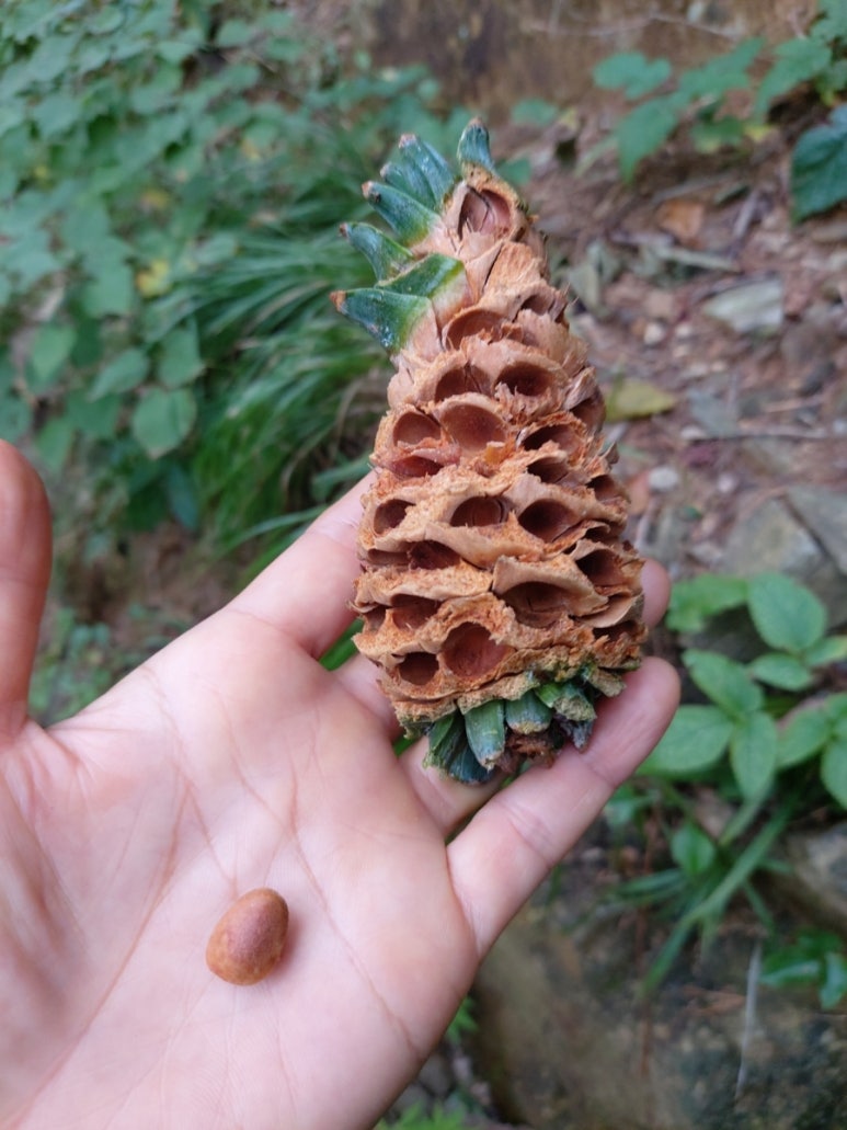 오대산 산채나라식당 이미지