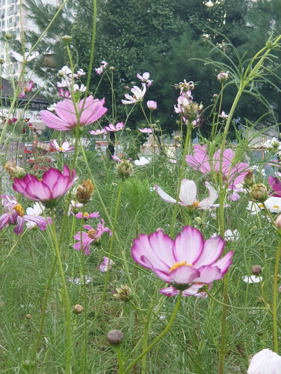 해조쭈꾸미볶음 이미지