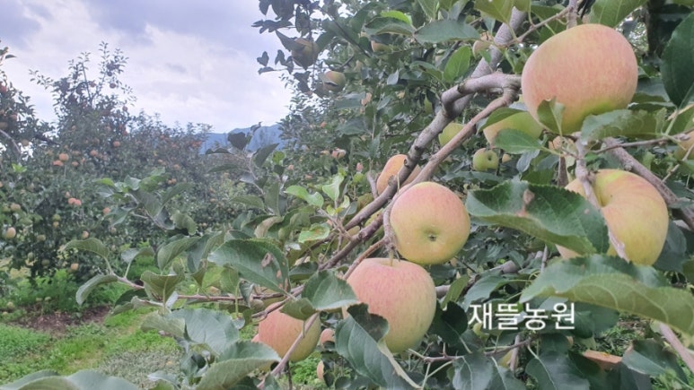 지리산 하늘농원 이미지