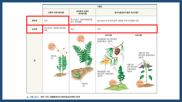 생물의 분류 - 식물계 : 네이버 블로그