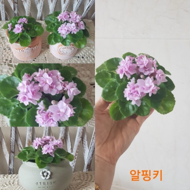 미바 이미지