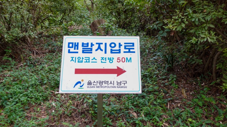 초록색돌고래 이미지