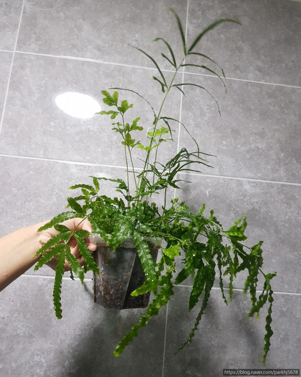 오로라에버 이미지