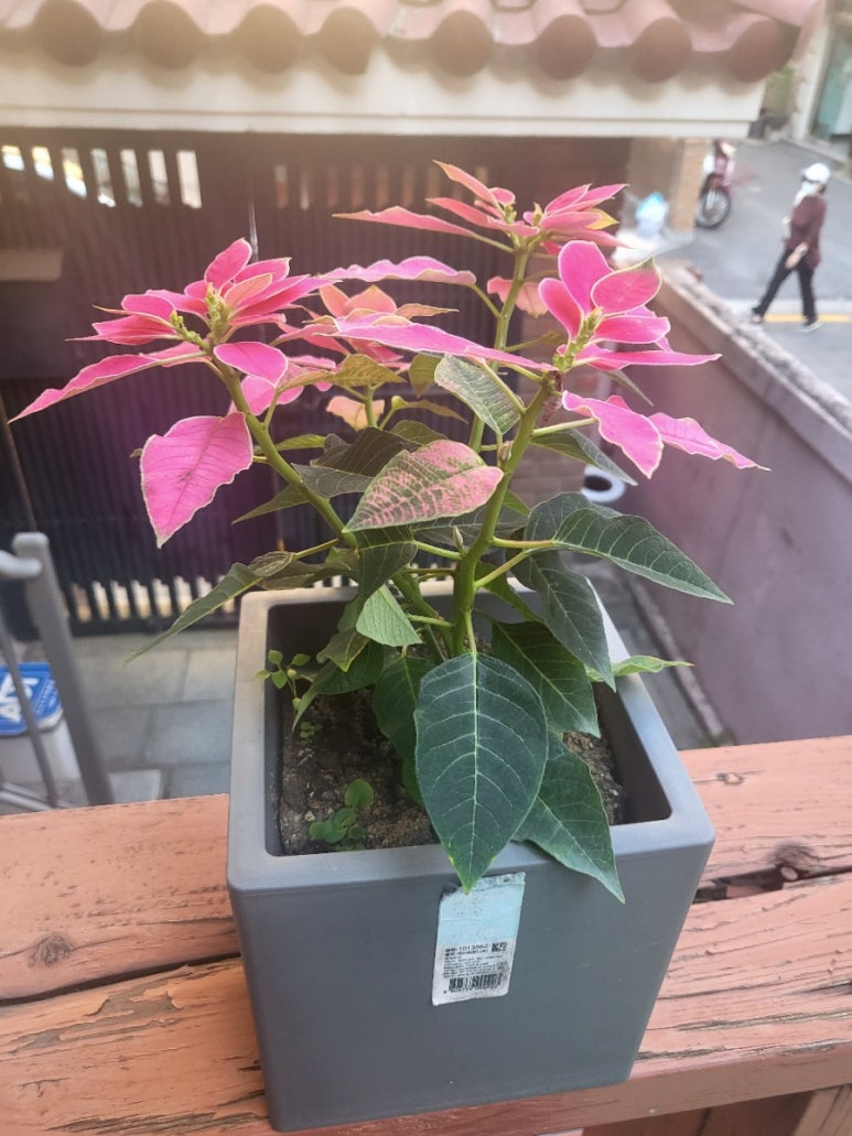 어쩌다꽃 이미지