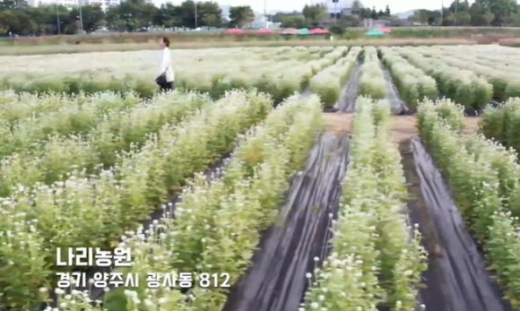 맹골농원 이미지