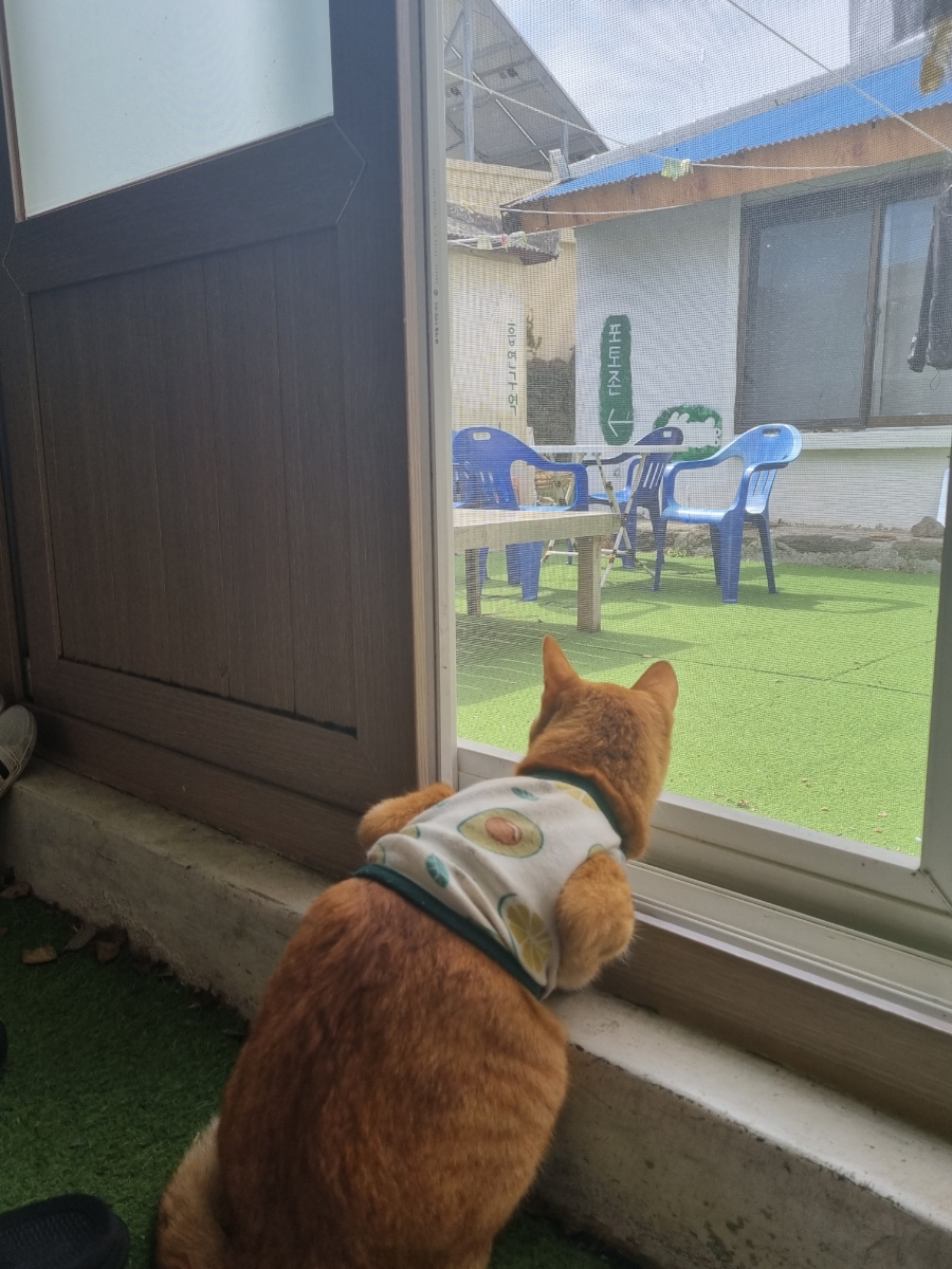 요미능이백숙 이미지