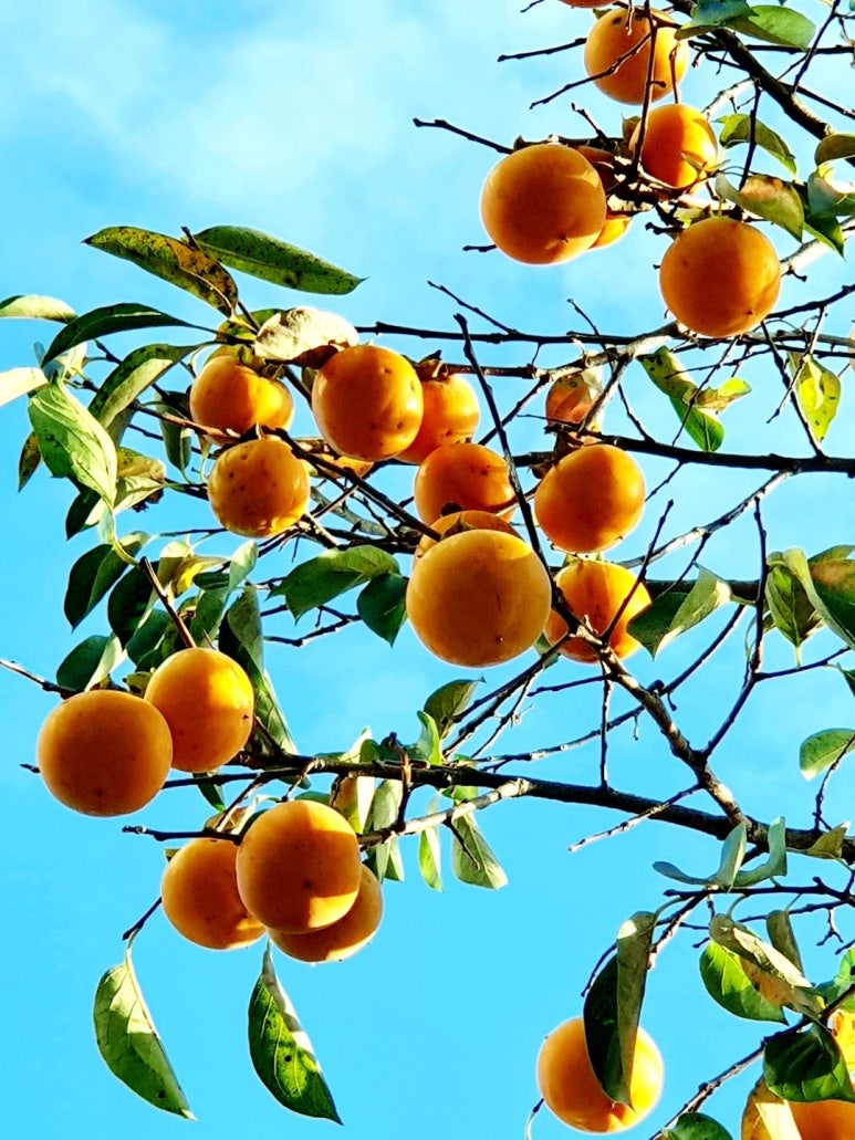 CHIARA끼아라 이미지