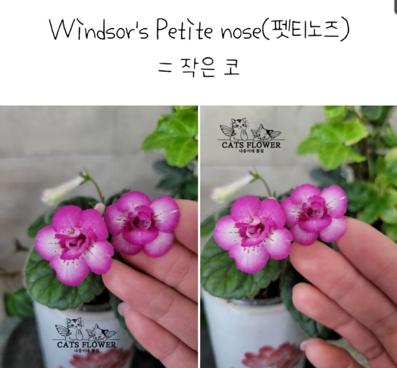 냐옹이네꽃집 이미지