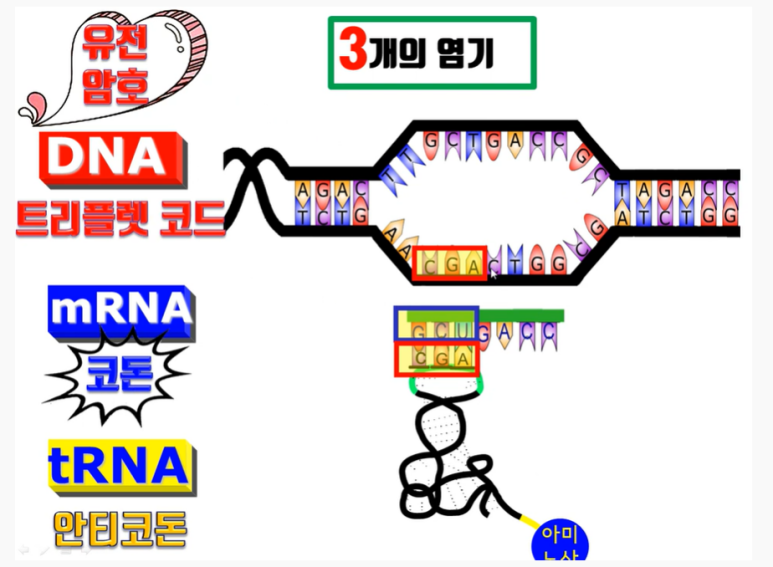 트리플렛 이미지