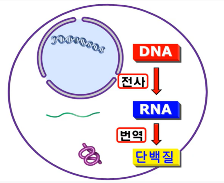 트리플렛 이미지