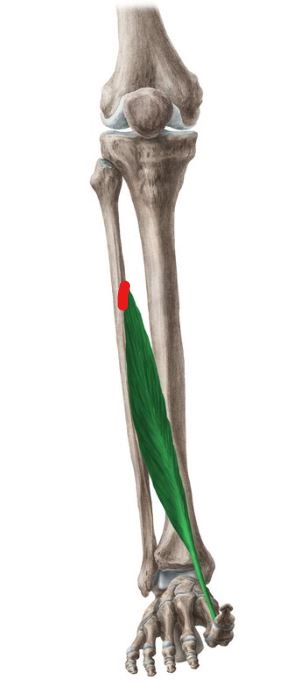 본스트레칭 이미지