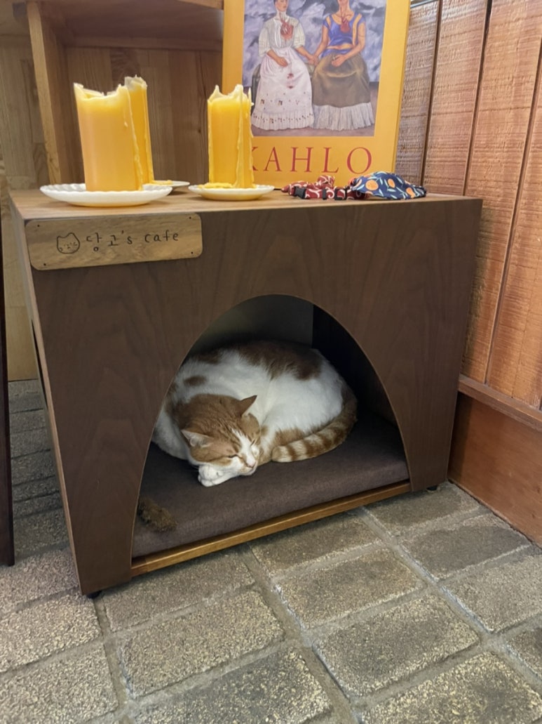 제이제이바 이미지