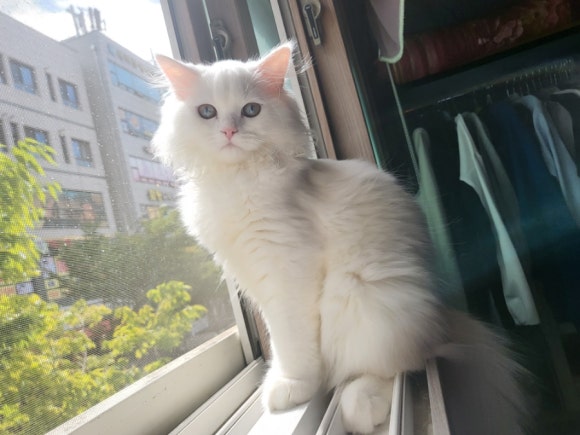 거시기함흥냉면 이미지