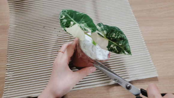 티쇼핑 이미지