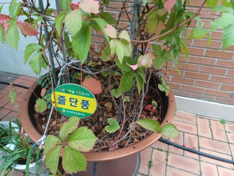 대구유천초등학교 이미지