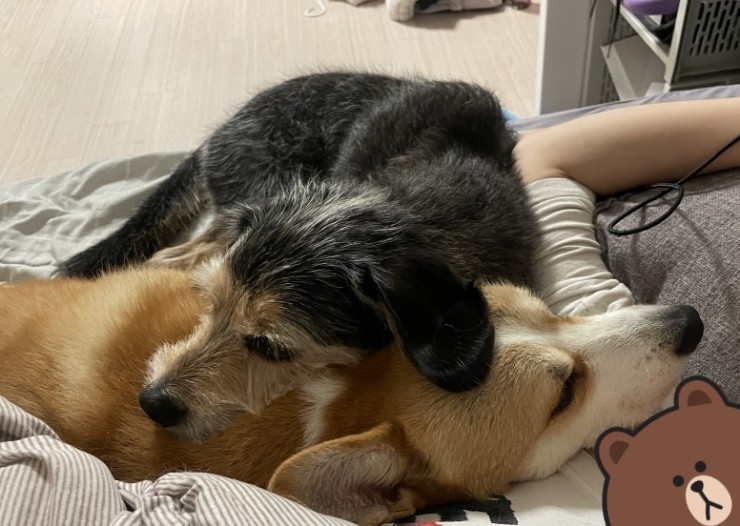 비비아트집 이미지