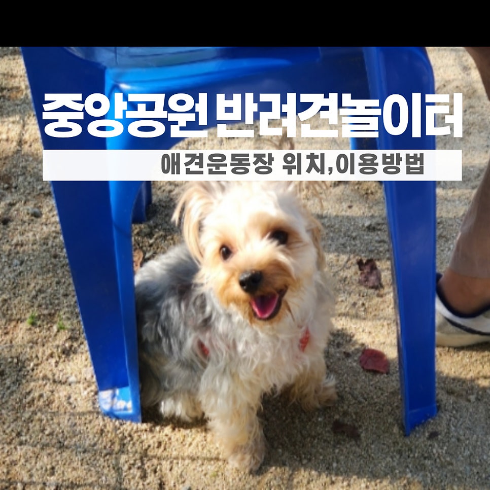 분당중앙공원 애견운동장: 반려견 놀이터 이용 가이드