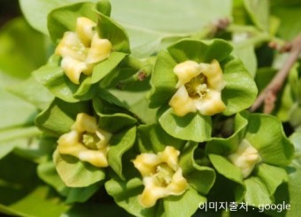 감꽃 이미지
