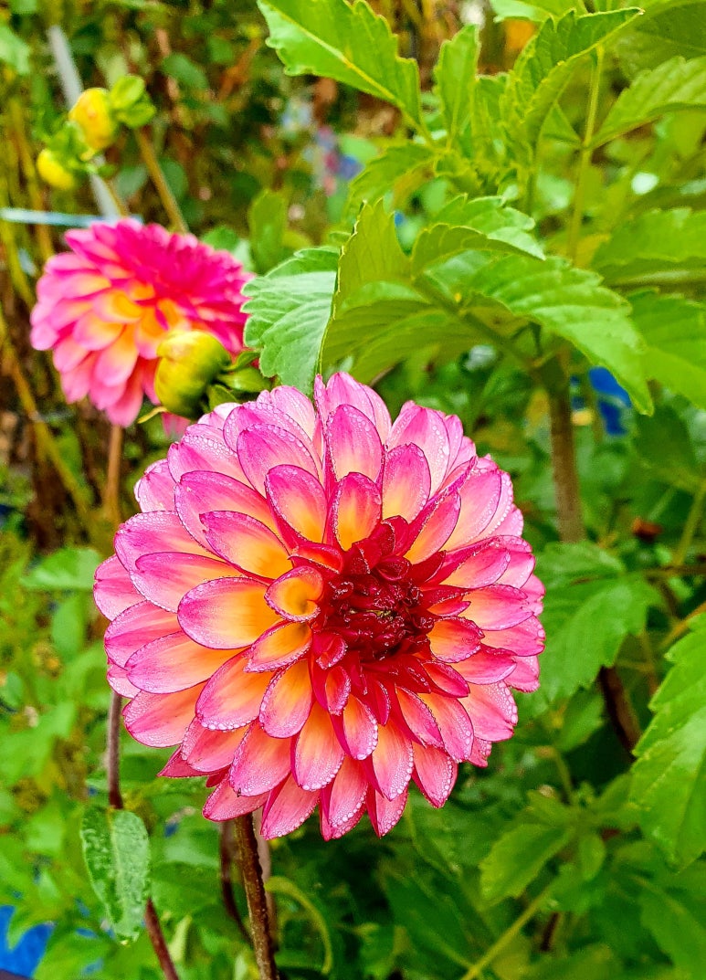 보난자 이미지