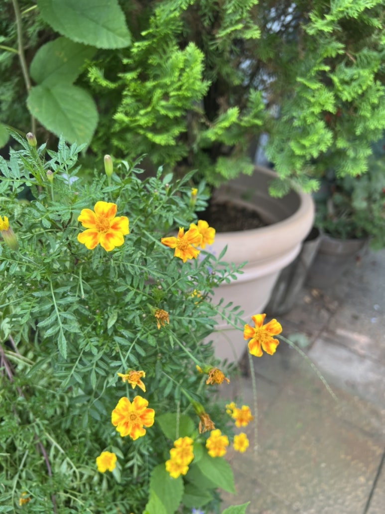 보태니컬 플랜(Botanical Plan) 이미지