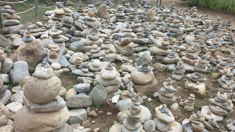 평창천년삼 이미지