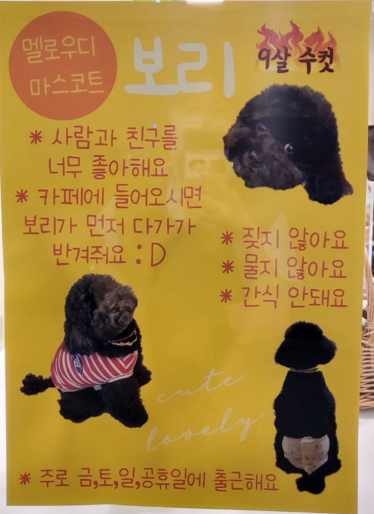 멜로우디(MELLOW:D) 이미지