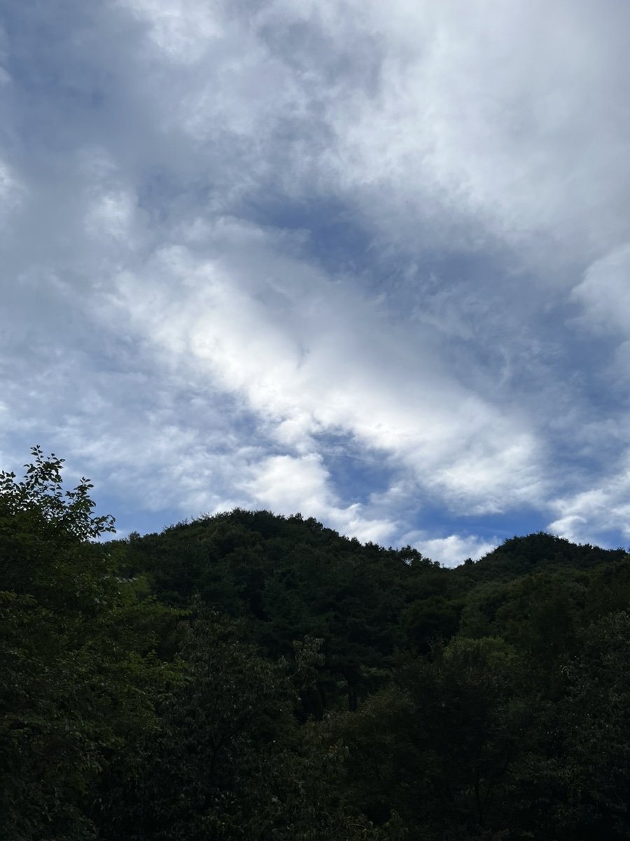 천년송가는길 이미지