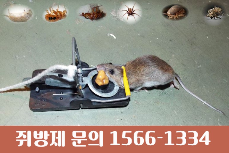 최가네종가집 이미지