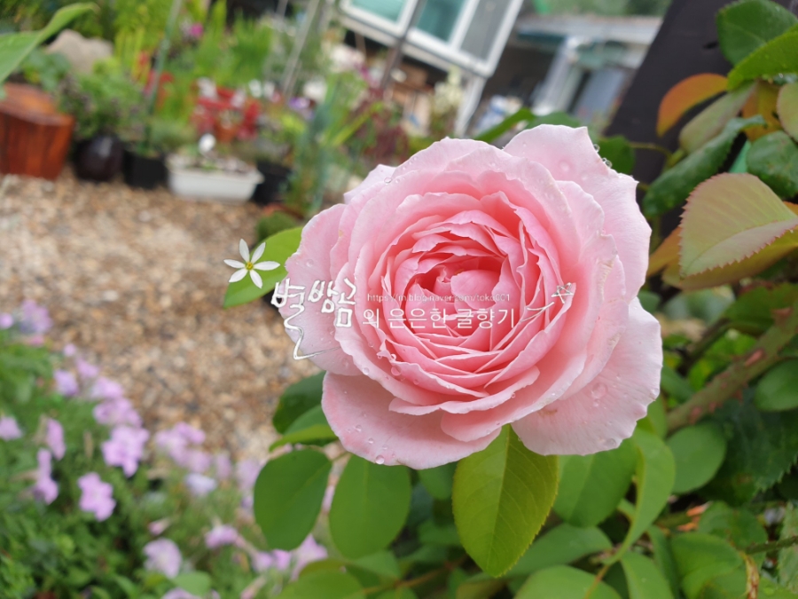 문보우 이미지