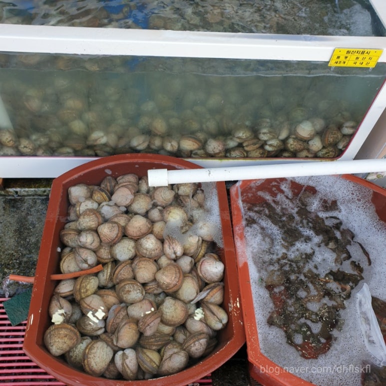 광수 새조개 이미지