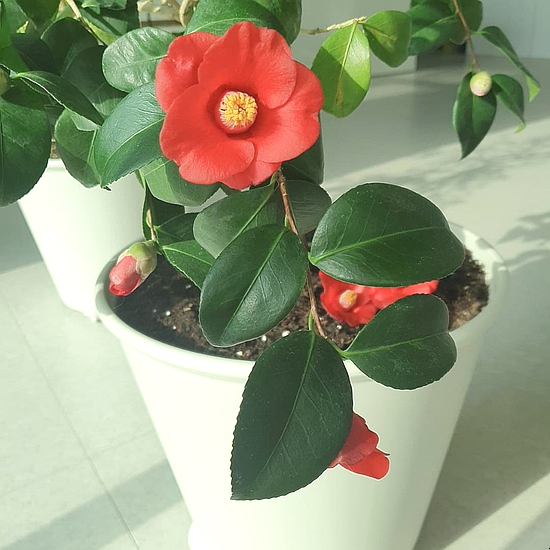 꼼꼼브로우 이미지
