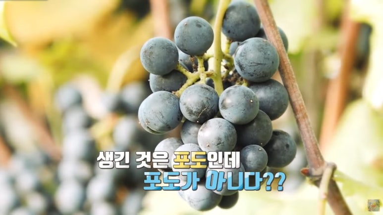 산마루영농조합법인 이미지