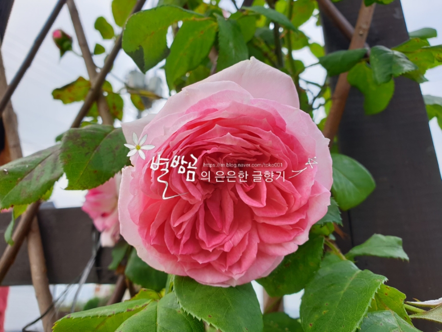 문보우 이미지