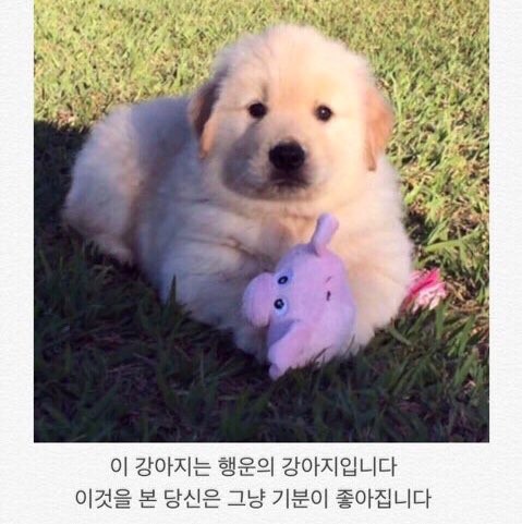 해피 이미지
