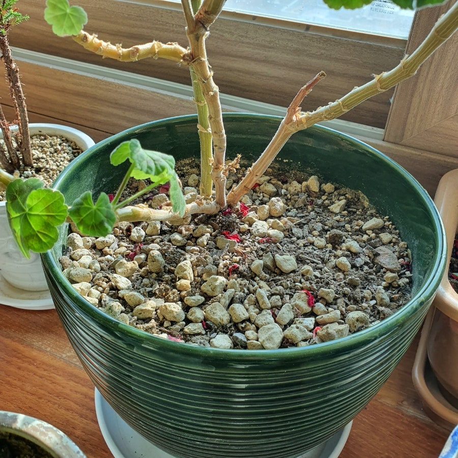 황금다육이와선인장 이미지