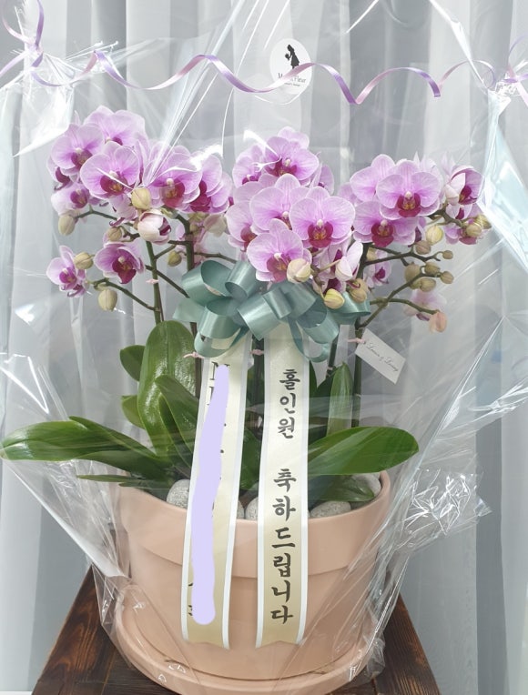 뮤리엘플레르 이미지