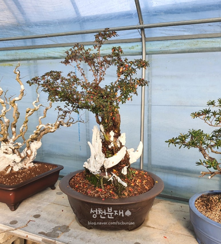성천분재 이미지