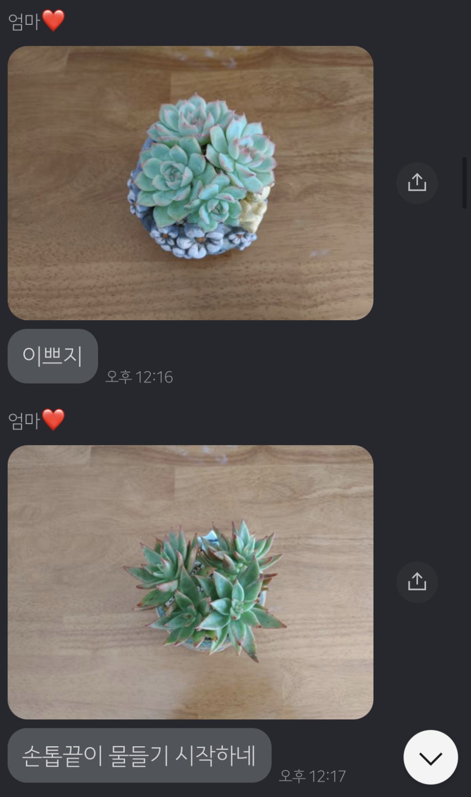 다육식물손옹기 이미지