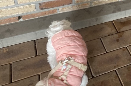 리리퍼 이미지