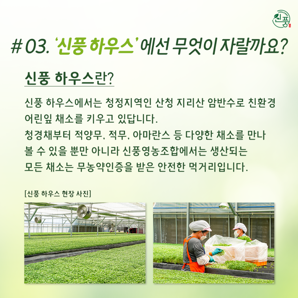 신풍영농조합법인 이미지
