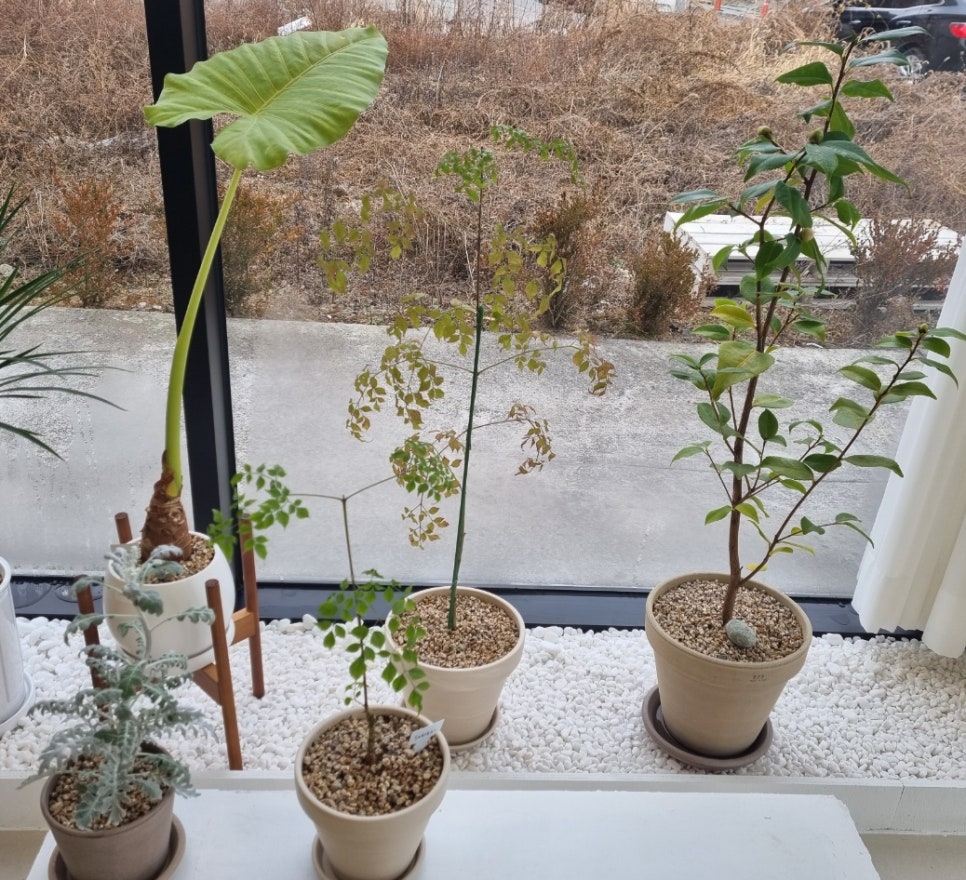 오느른꽃 이미지