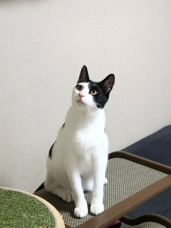 네즈 이미지