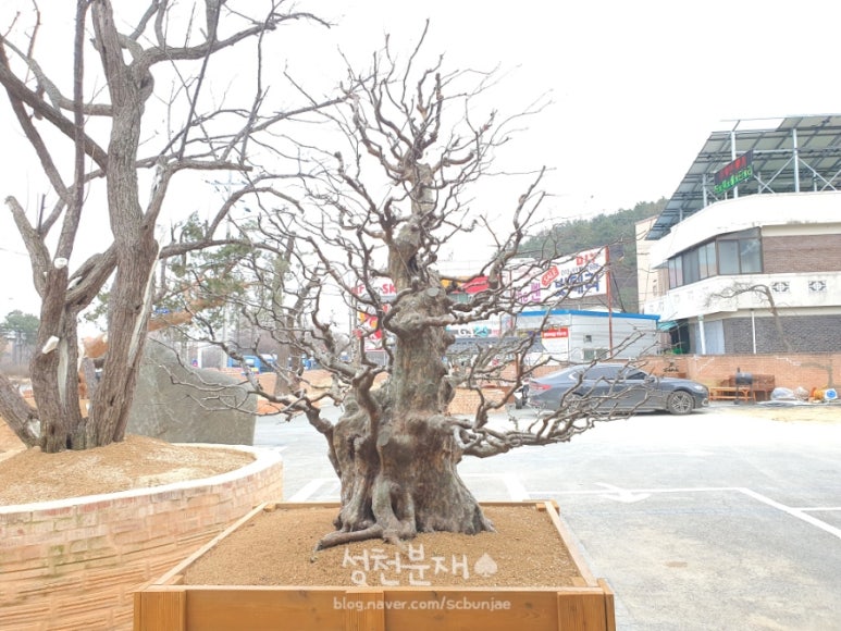 성천분재 이미지