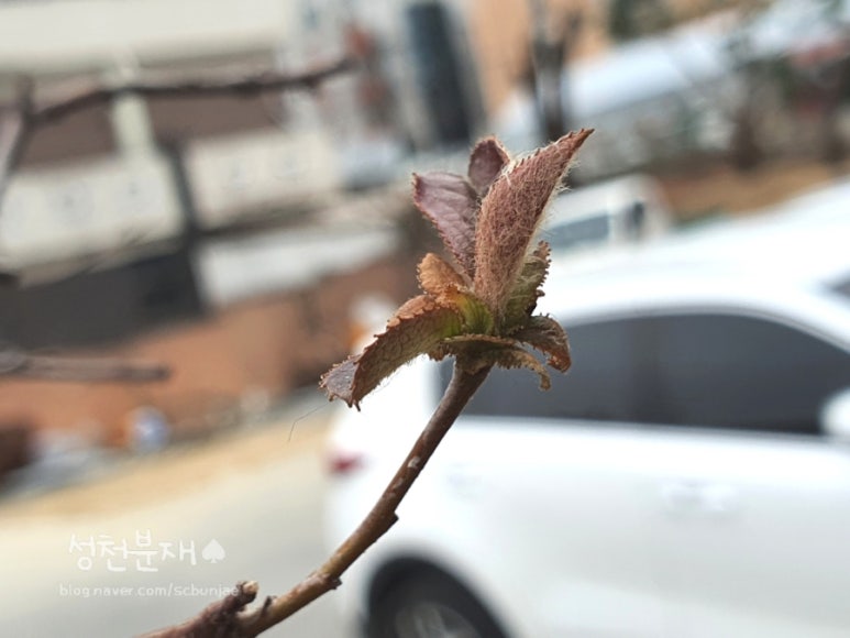 성천분재 이미지
