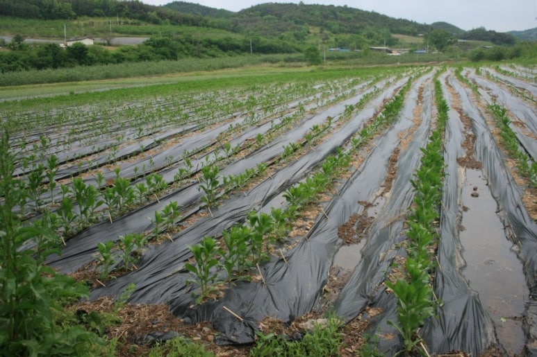 송이골 이미지