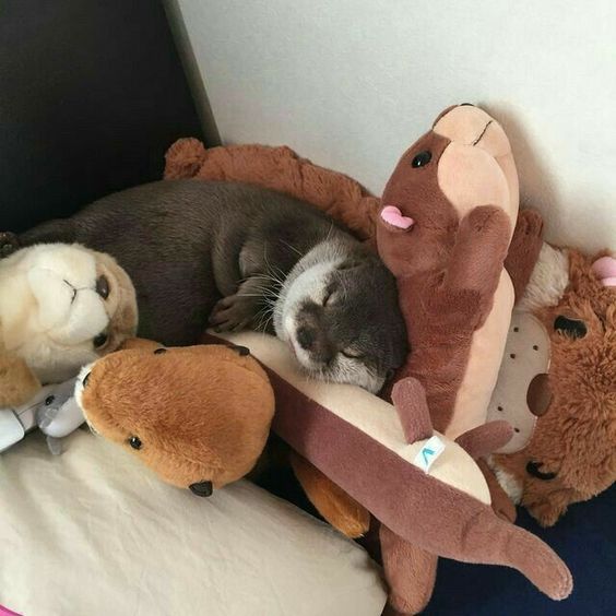 올팩 이미지