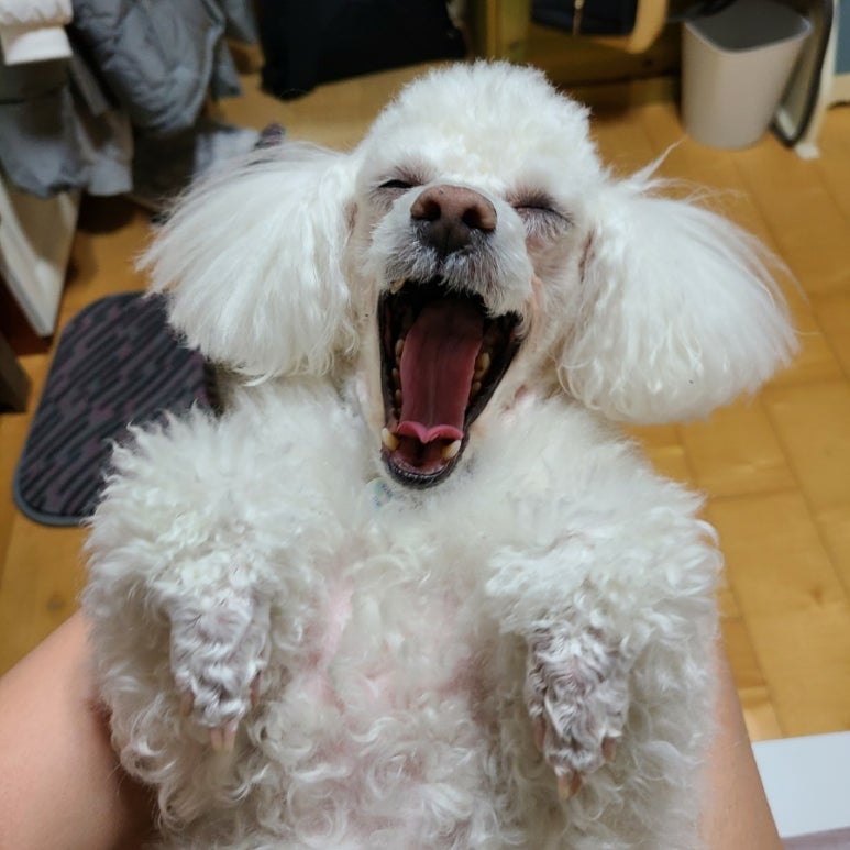 대전스카이펫 이미지