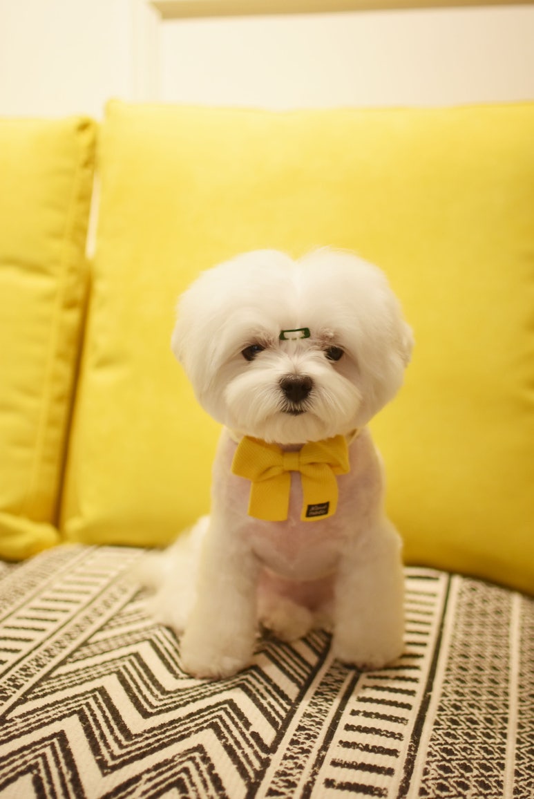 비비노아 이미지