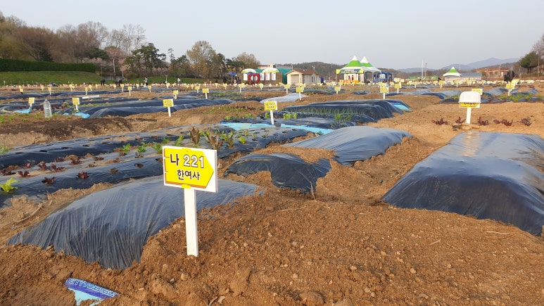 텃밭가꾸기 - 2022년도, 파주시 주말농장 임대 공고 및 선정결과 : 네이버 블로그 텃밭가꾸기 - 2022년도, 파주시 주말농장 임대 공고 및 선정결과 : 네이버 블로그