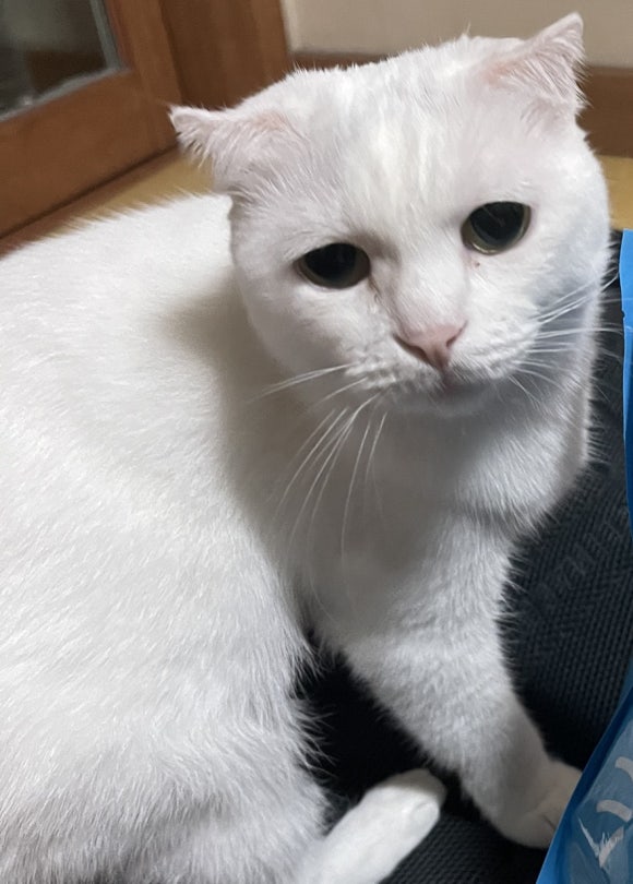 투티프루티 이미지